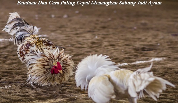 Panduan Dan Cara Paling Cepat Menangkan Sabung Judi Ayam